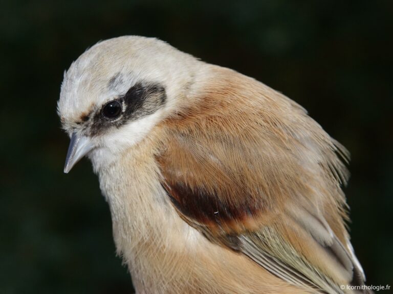 Rémiz et Bruants des roseaux