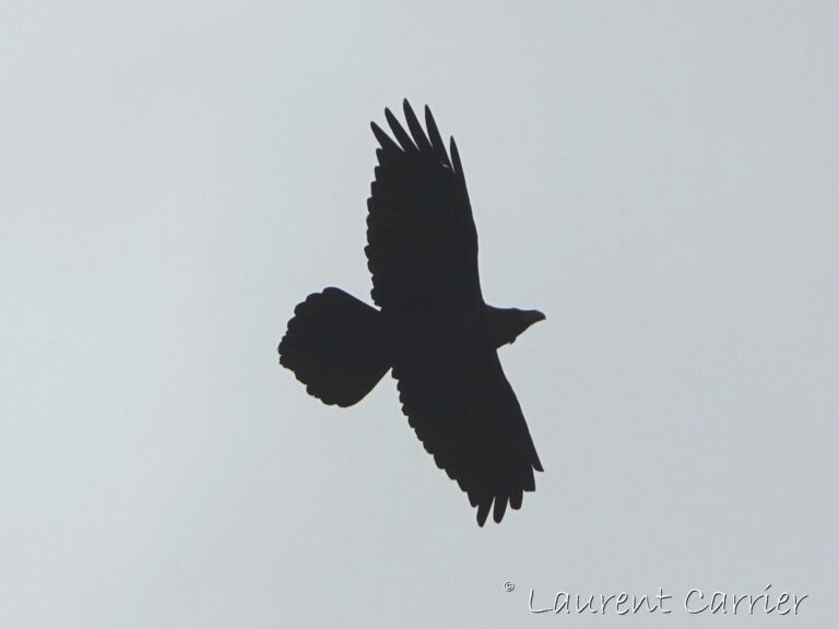 Grand corbeau (Corvus corax)