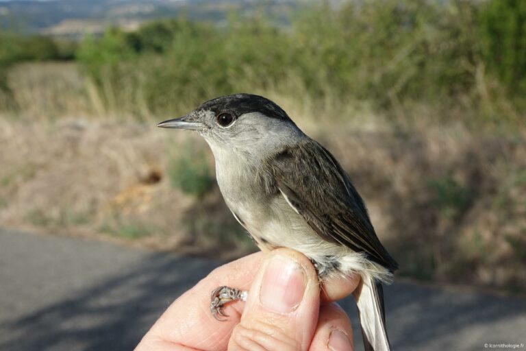 Fauvette à tête noire à Gibraltar