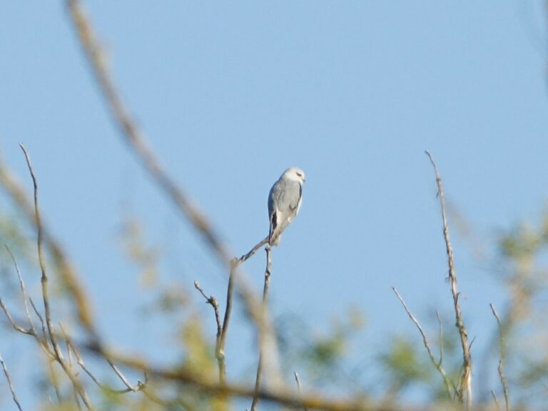 Elanion et Coucou en Drôme des collines