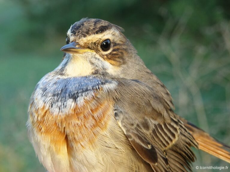 Encore des Gorgebleues!