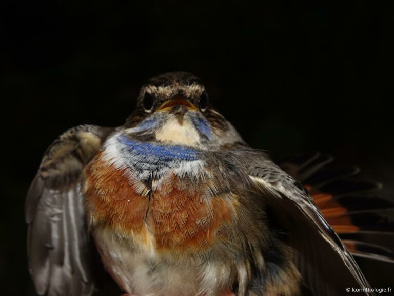 Enfin des Gorgebleues!
