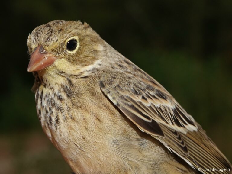Baguage d’un Ortolan