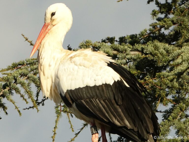 Stationnement de Cigognes