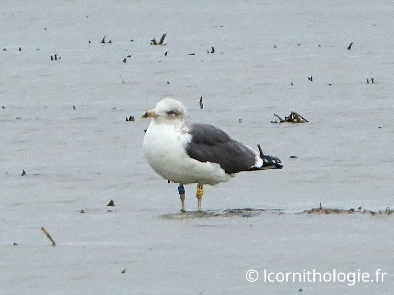Goéland brun (Larus fuscus)
