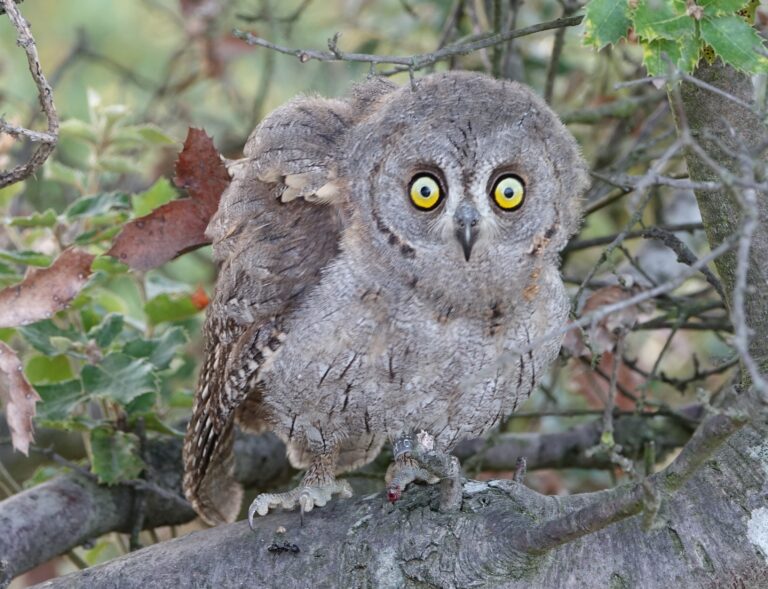 Petit-duc scops, Drôme, août 2024