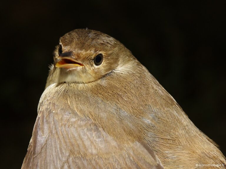 Effarvatte très tardive