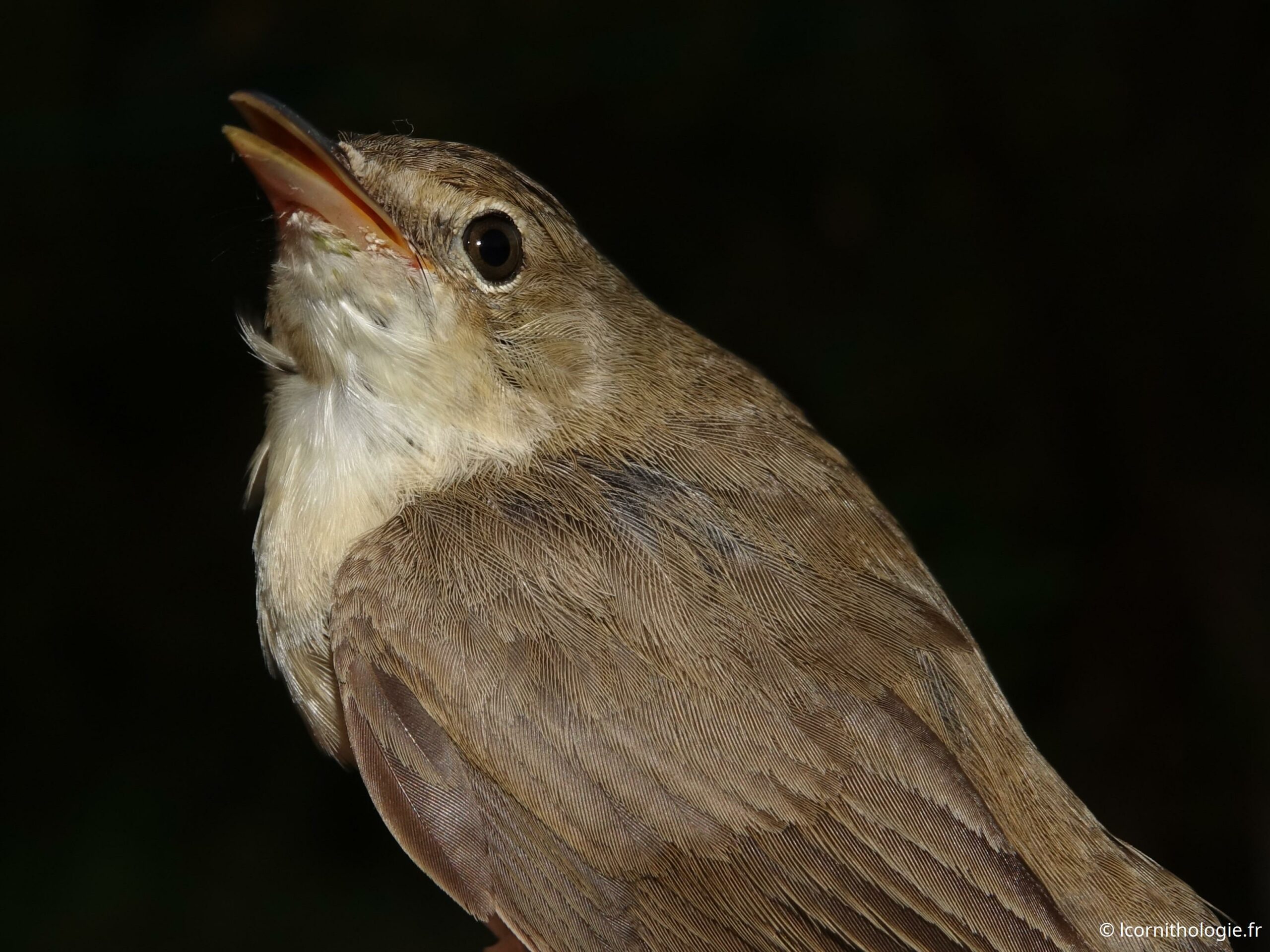 Effarvatte baguée en Estonie