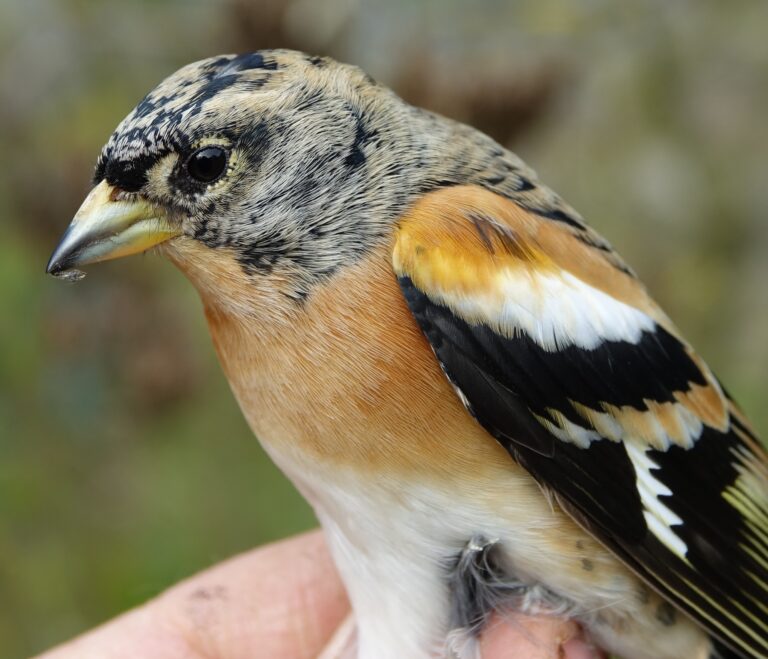 Pinson du nord (Fringilla montifringilla)