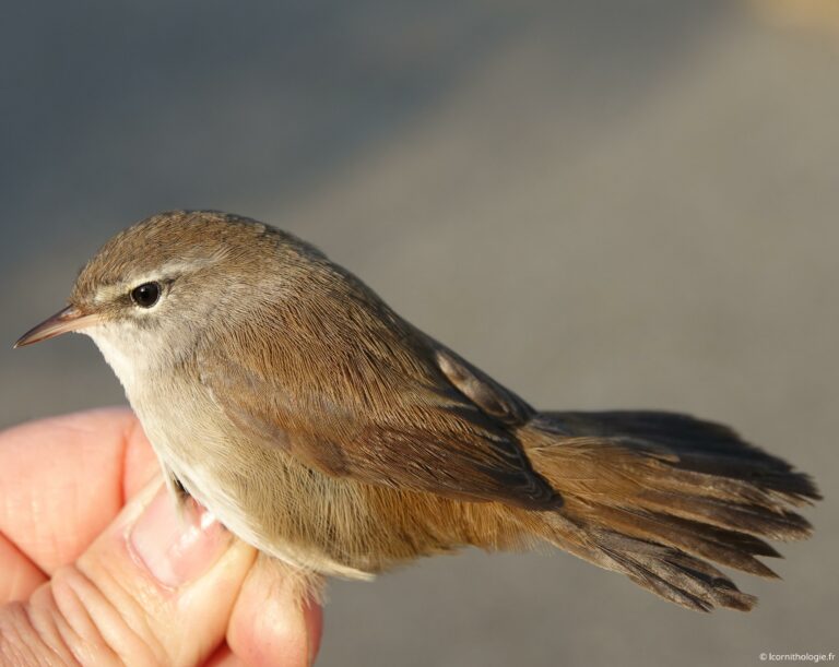 Grand déplacement d&rsquo;une Bouscarle