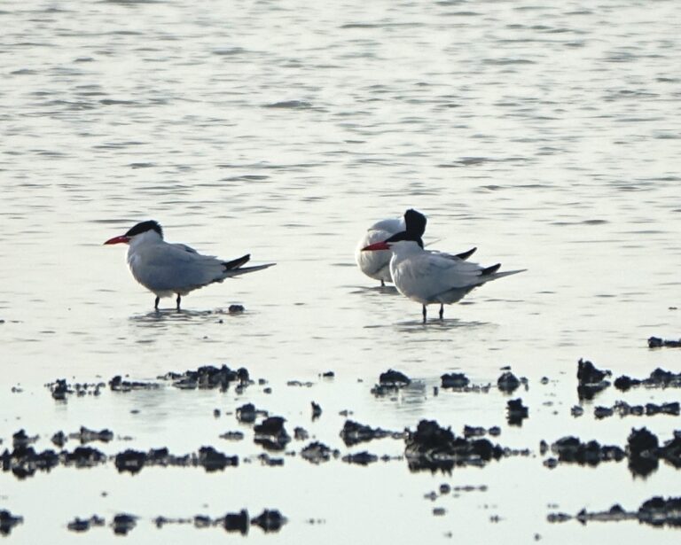 Sterne caspienne (Hydroprogne caspia)