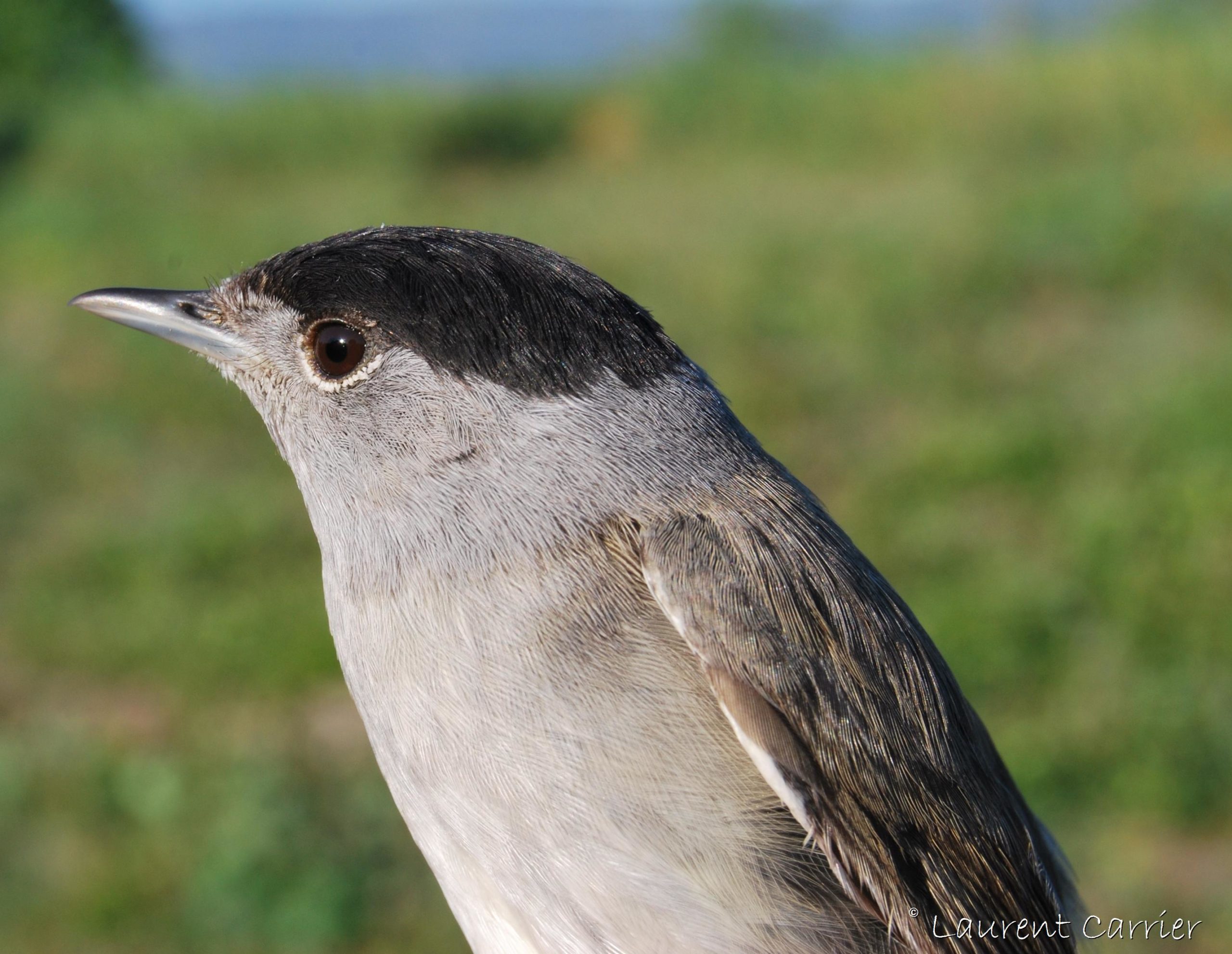 fauvette-t-te-noire-sylvia-atricapilla-laurent-carrier-ornithologie