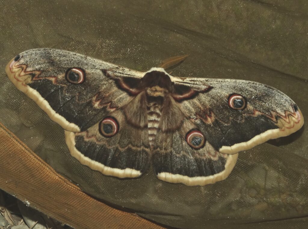Grand paon de nuit en Drôme des collines - Laurent Carrier Ornithologie
