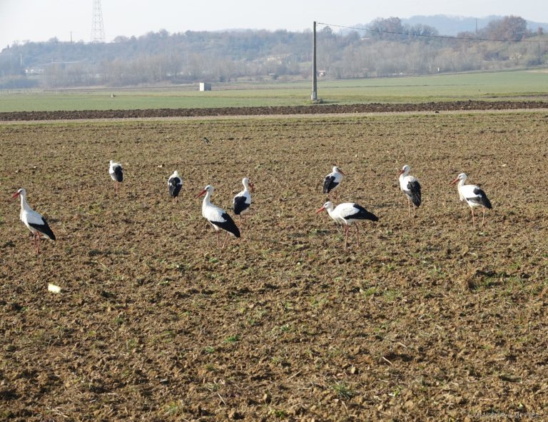 Cigognes blanches en halte migratoire dans le nord de la Drôme