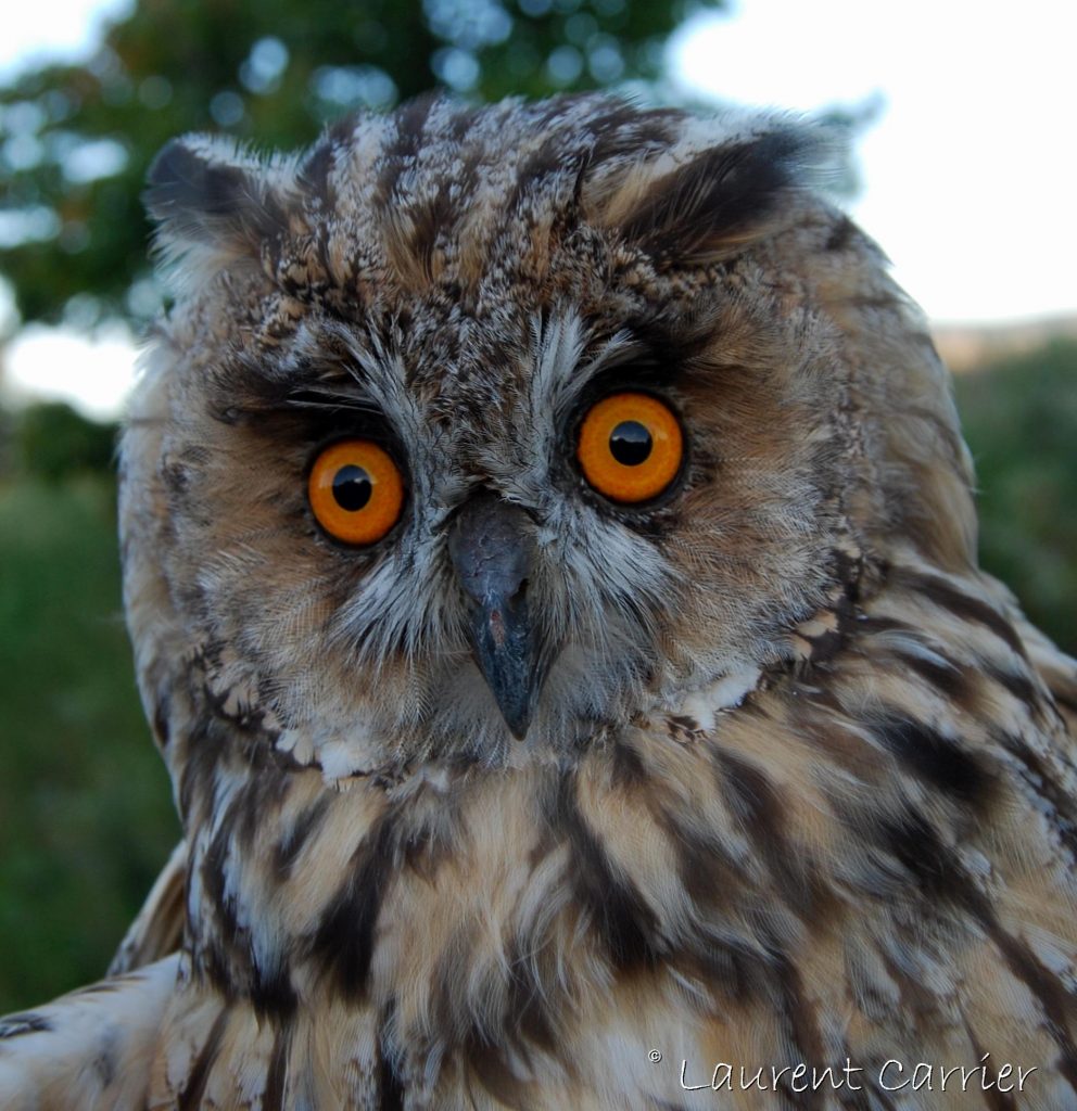 Comment S Appelle La Femelle Du Hibou